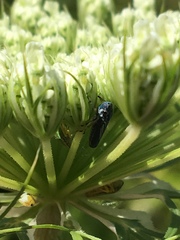 Graphocephala hieroglyphica