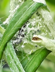 Vanessa virginiensis