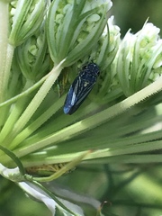 Graphocephala hieroglyphica