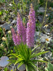 Gymnadenia densiflora