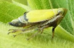 Diplocolenus