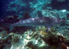 Carcharhinus perezii