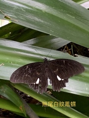 Papilio castor