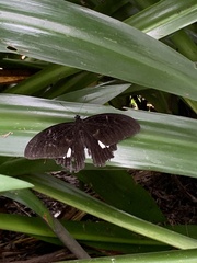 Papilio castor
