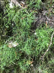 Moehringia muscosa