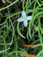 Moehringia muscosa