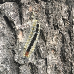 Lophocampa ingens