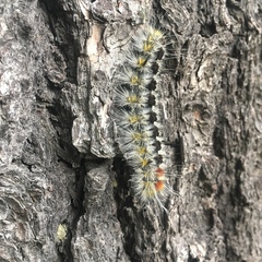 Lophocampa ingens