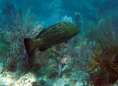 Mycteroperca bonaci