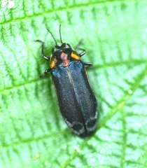 Eupristocerus cogitans