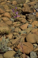 Penstemon azureus azureus