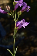 Penstemon azureus azureus
