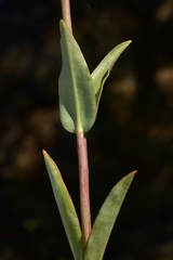 Penstemon azureus azureus