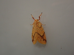 Barsine striata