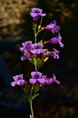 Penstemon azureus azureus