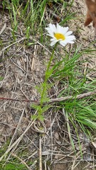 Tripleurospermum subpolare