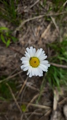 Tripleurospermum subpolare