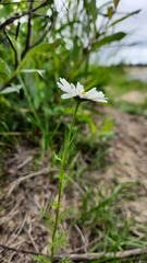 Tripleurospermum subpolare