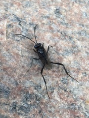 Evania appendigaster