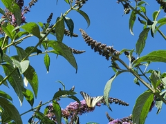 Iphiclides podalirius