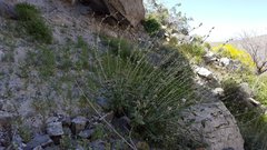 Sphaeralcea ambigua rosacea