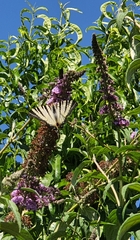 Iphiclides podalirius