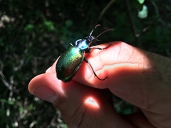 Calosoma sycophanta