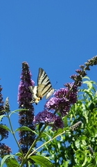 Iphiclides podalirius