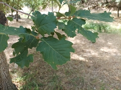 Quercus canariensis