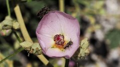 Sphaeralcea ambigua rosacea