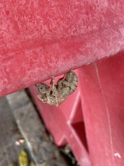 Lyristes plebejus