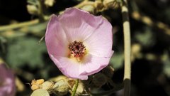 Sphaeralcea ambigua rosacea