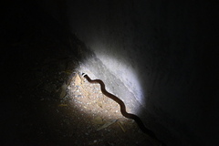 Sinomicrurus annularis