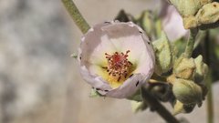 Sphaeralcea ambigua rosacea