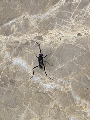 Evania appendigaster