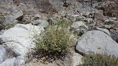 Sphaeralcea ambigua rosacea