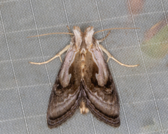 Chrysanympha formosa