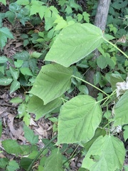 Hibiscus lasiocarpos