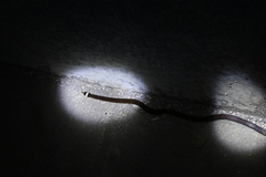 Sinomicrurus annularis