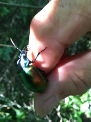Calosoma sycophanta