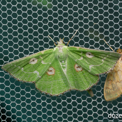 Thetidia albocostaria