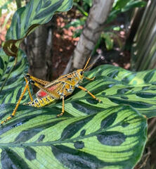 Romalea microptera