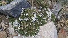 Phlox condensata