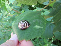 Cepaea nemoralis