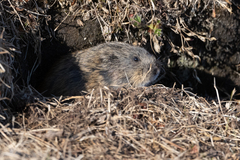 Lemmus trimucronatus