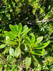 Rhododendron × intermedium
