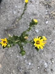 Grindelia adenodonta