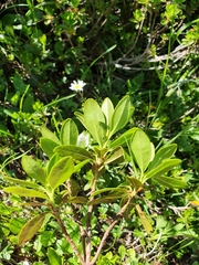 Rhododendron × intermedium