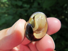 Cepaea nemoralis