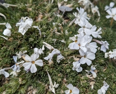 Phlox condensata